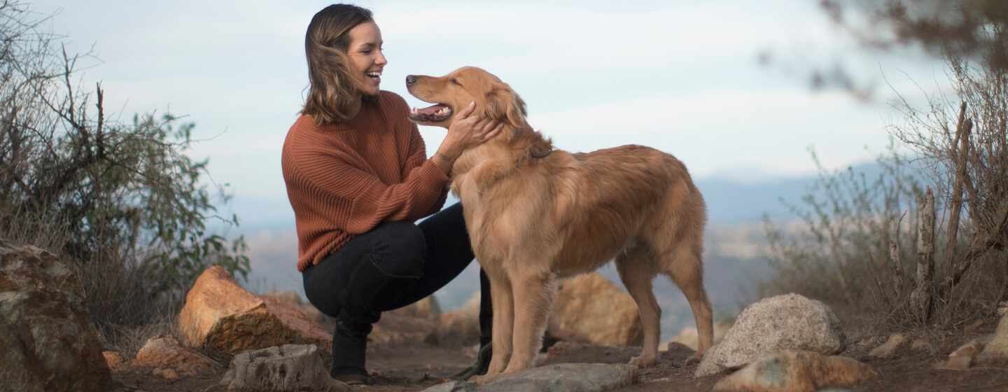 Medium sized shop hiking dogs